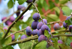 Fröhlich – Garten.Landschaft.Service Unsere Leistungen • Obstbaumpflege • Gartenpflege von Privatanlagen und Gewerbeflächen • Gartenplanung und Begleitung • Hecken-, Strauch- und Baumpflege/schnitt • Pflanzarbeiten, Anlage von (Stauden)beeten, Wiesen, Rasen... • Baumfällungen