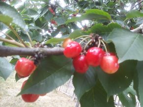 Fröhlich – Garten.Landschaft.Service Unsere Leistungen • Obstbaumpflege • Gartenpflege von Privatanlagen und Gewerbeflächen • Gartenplanung und Begleitung • Hecken-, Strauch- und Baumpflege/schnitt • Pflanzarbeiten, Anlage von (Stauden)beeten, Wiesen, Rasen... • Baumfällungen