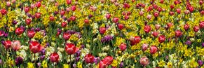 Fröhlich – Garten.Landschaft.Service Unsere Leistungen • Obstbaumpflege • Gartenpflege von Privatanlagen und Gewerbeflächen • Gartenplanung und Begleitung • Hecken-, Strauch- und Baumpflege/schnitt • Pflanzarbeiten, Anlage von (Stauden)beeten, Wiesen, Rasen... • Baumfällungen
