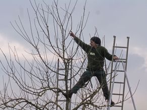 Fröhlich – Garten.Landschaft.Service Unsere Leistungen • Obstbaumpflege • Gartenpflege von Privatanlagen und Gewerbeflächen • Gartenplanung und Begleitung • Hecken-, Strauch- und Baumpflege/schnitt • Pflanzarbeiten, Anlage von (Stauden)beeten, Wiesen, Rasen... • Baumfällungen