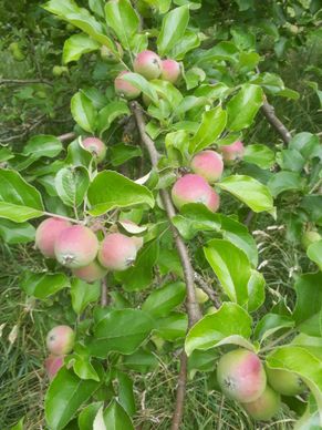 Fröhlich – Garten.Landschaft.Service Unsere Leistungen • Obstbaumpflege • Gartenpflege von Privatanlagen und Gewerbeflächen • Gartenplanung und Begleitung • Hecken-, Strauch- und Baumpflege/schnitt • Pflanzarbeiten, Anlage von (Stauden)beeten, Wiesen, Rasen... • Baumfällungen