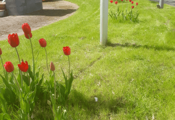 Gartenpflege - Fröhlich – Garten.Landschaft.Service